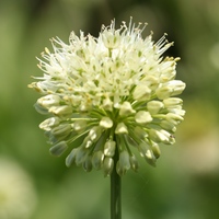 Allium victorialis 'Cantabria' AMH 7827 Photo: A. 
